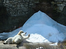 В пятницу в Московский зоопарк пропустят с 50%-ной скидкой за костюм белого медведя