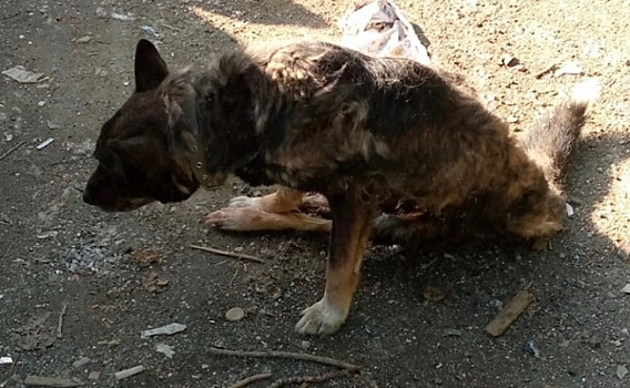 На Среднем Урале искалеченную собаку выбросили умирать в мусорный бак