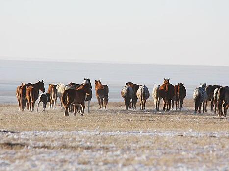 Пресечена перевозка лошадей без ветеринарных документов в Забайкалье