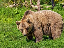 Золотодобытчики объяснили отстрел медведей в Бурятии