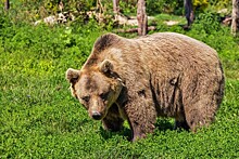 Золотодобытчики объяснили отстрел медведей в Бурятии