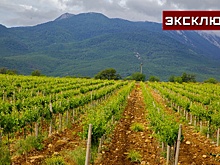 Профессор объяснил, как засуха в Крыму скажется на рынке винограда