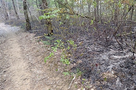 Под Туапсе загорелось около трех гектаров лесного массива
