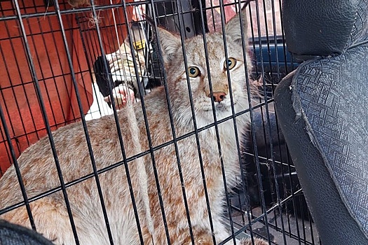 На Камчатке дикая рысь забралась в продуктовый магазин, чтобы поесть рыбы