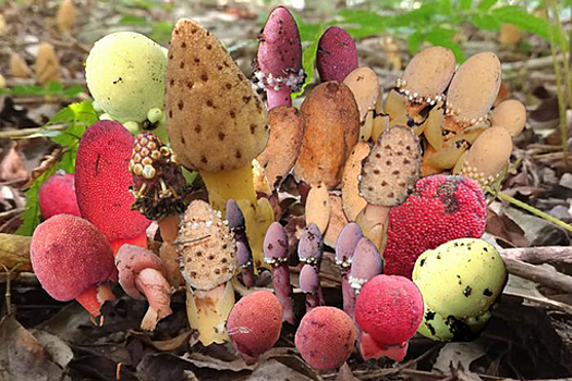 New Phytologist: растения-паразиты сохраняют жизнеспособность, утратив фотосинтез