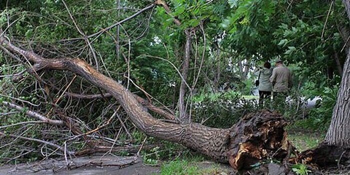 Более 150 деревьев повалил ветер в Москве