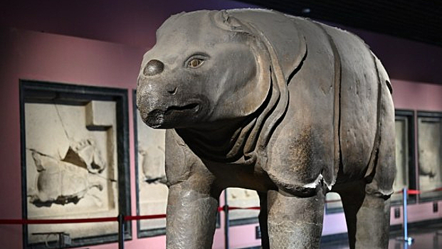 Ученые обнаружили в Восточной Азии окаменелость носорога возрастом 14 млн лет