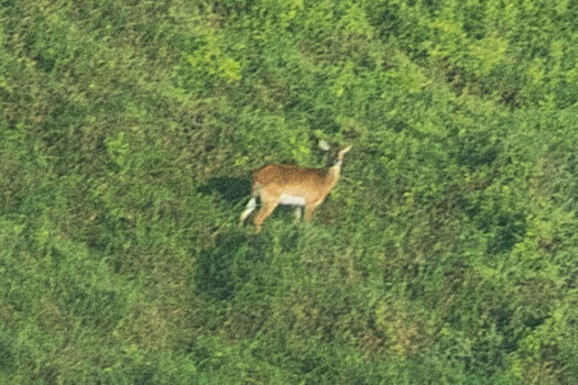 Самая редкая в мире «забытая» антилопа впервые попала в кадр