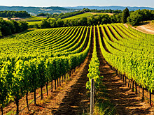 Кубань может увеличить площади виноградников к 2035 году