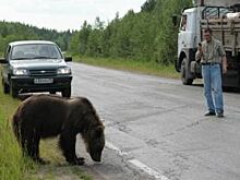 Зубастые соседи: что делать, если дикий зверь забрался на дачный участок?