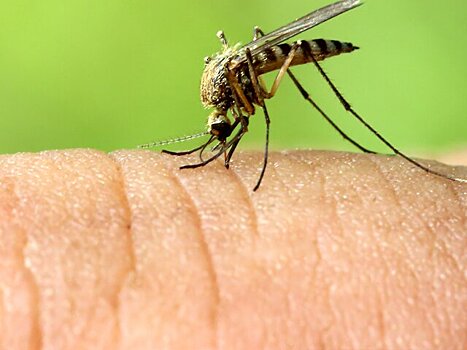В Роспотребнадзоре опасаются возможного роста числа передаваемых комарами инфекций