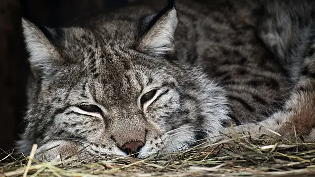 Бешеный зверь напал на ребенка в российском детском лагере