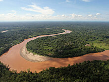 Агрессивный грибок поставил под угрозу экспорт главного товара Колумбии