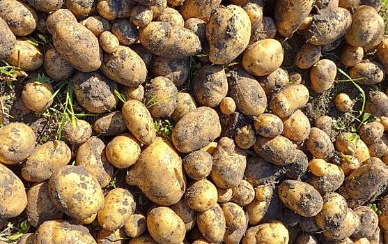 20 сентября в Курске пройдёт осенняя ярмарка «Осень»