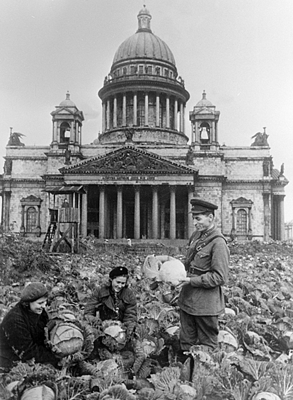 Сбор урожая капусты на огороде у Исаакиевского собора, 1942 год