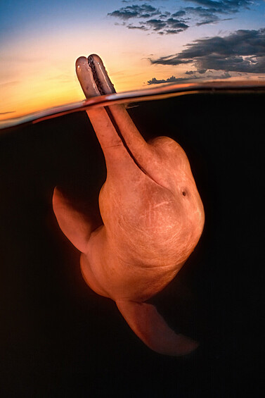 Гран-при получила фотограф Кэт Чжоу из США со снимком амазонского розового дельфина.