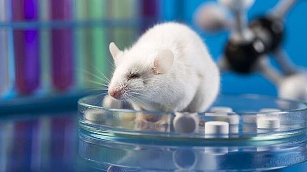 Голландские ученые создали "бессмертных" мышей