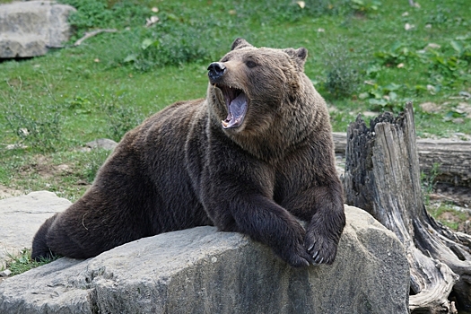 Жители Ханты-Мансийска обсудили бегающего по трассе медвежонка. «Напугали беднягу»