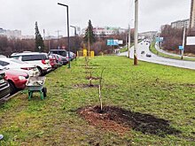Аллея из лип появилась в микрорайоне «Новый город» в Ижевске