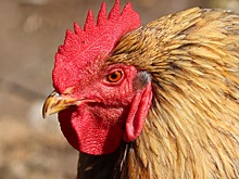 Россиянам запретили разводить на даче кур и поросят. Пчёл — можно