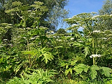 Охота на борщевик: в Московский области начали использовать дроны для борьбы с ядовитым сорняком