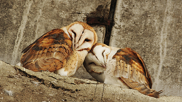 Романтика, от которой тает сердце: как животные проявляют любовь