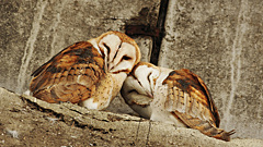 Романтика, от которой тает сердце: как животные проявляют любовь