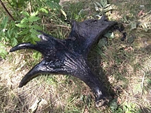 Тюменцы умудрились спустить в канализацию рога лося