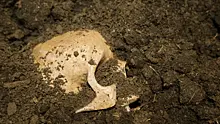 В Китае найден череп жившего миллион лет назад предка «человека-дракона»