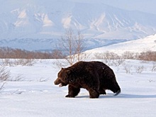 Активность Камбального не влияет на пробуждение медведей на Камчатке