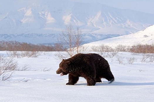 Активность Камбального не влияет на пробуждение медведей на Камчатке