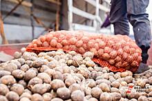 Урал сможет отказаться от импорта элитного картофеля