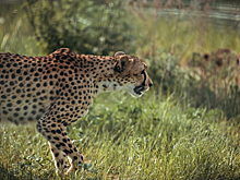 В Сети озадачены поиском леопарда на фото