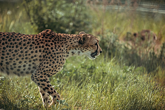 В Сети озадачены поиском леопарда на фото