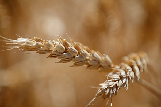 Волгоградский предприниматель занимался вывозом карантинной пшеницы