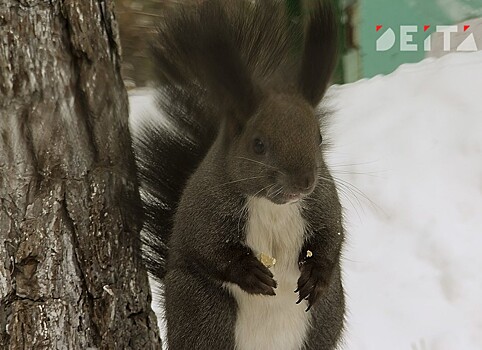 Хулиган отстреливает белок в центре города в Приморье