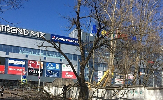 На пожилую курянку рухнул 6-метровый тополь, который спилили рабочие