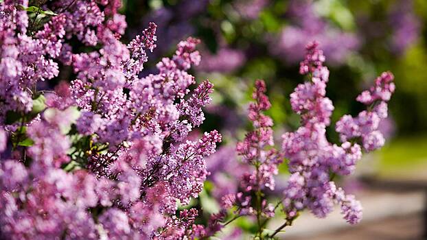 За кражу цветов пора штрафовать