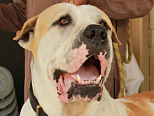 За нападение собак на людей накажут хозяев