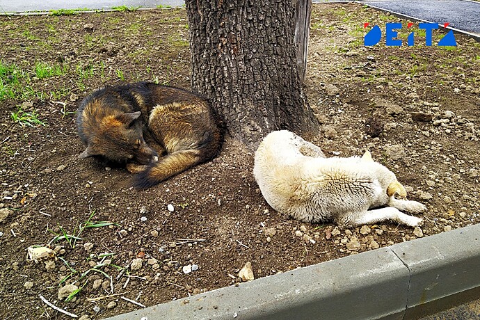 Собачью стаю, пугающую людей у входа в городской парк Находки, снова пытались, но не смогли отловить