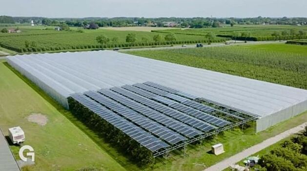 Черешни под солнечными панелями должны дать наилучший урожай