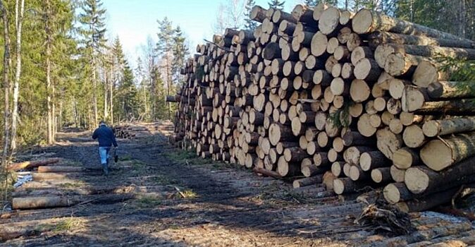 В Ивановской области ОПГ нарубила леса на 34 млн рублей