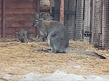 Видео с новорожденным кенгуренком показали в российском зоопарке