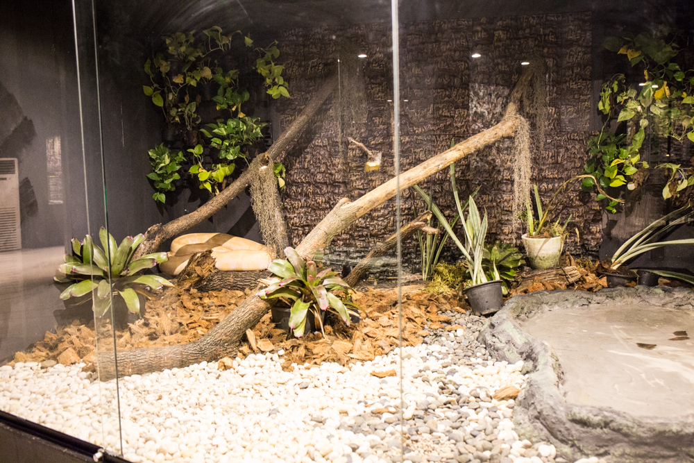 Snake Kingdom, Пхукет, Таиланд