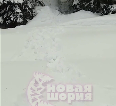 Очевидец: волки съели домашнюю собаку в Таштаголе