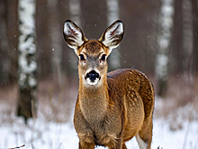 Жители Благовещенска пытались провезти в машине мясо 10 косуль