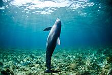 У дельфинов-афалин обнаружили новое чувство
