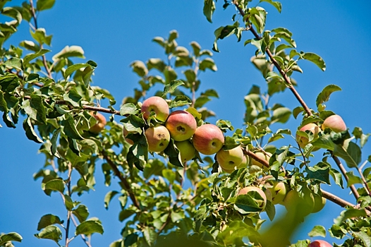 Агроном рассказал, чем подкормить яблони, сливы и груши в августе