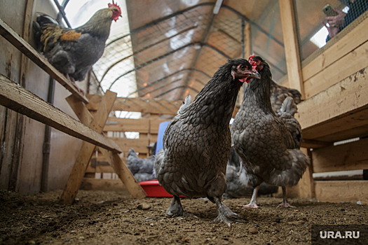 В Тюменской области семь фермеров отказались прививать домашнюю птицу от опасной инфекции