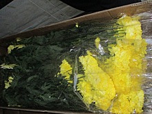 15 тысяч хризантем из Казахстана не прошли контроль в Оренбуржье